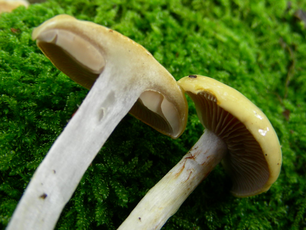 Mi sembra ...(mini quiz.)